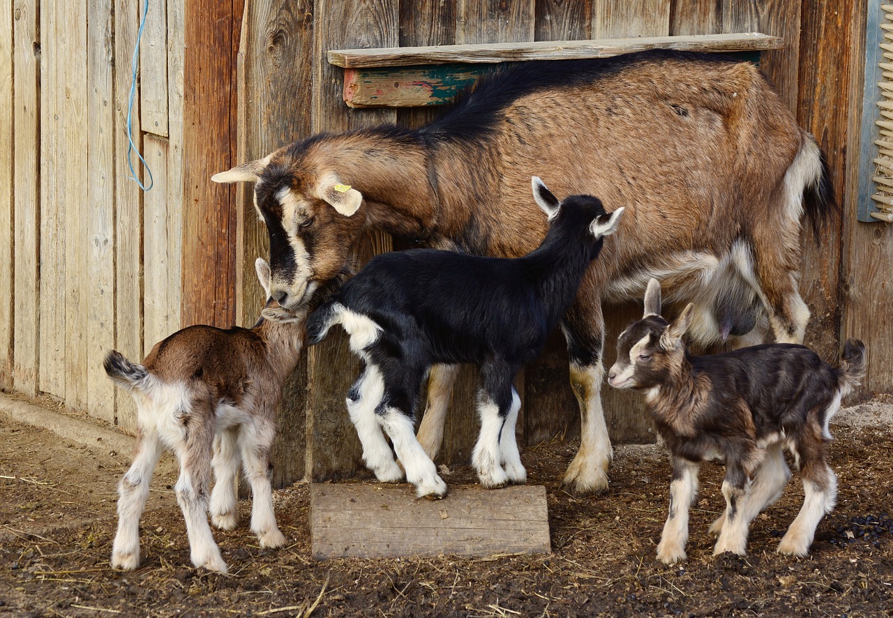 goats, kid, young goats-2052733.jpg